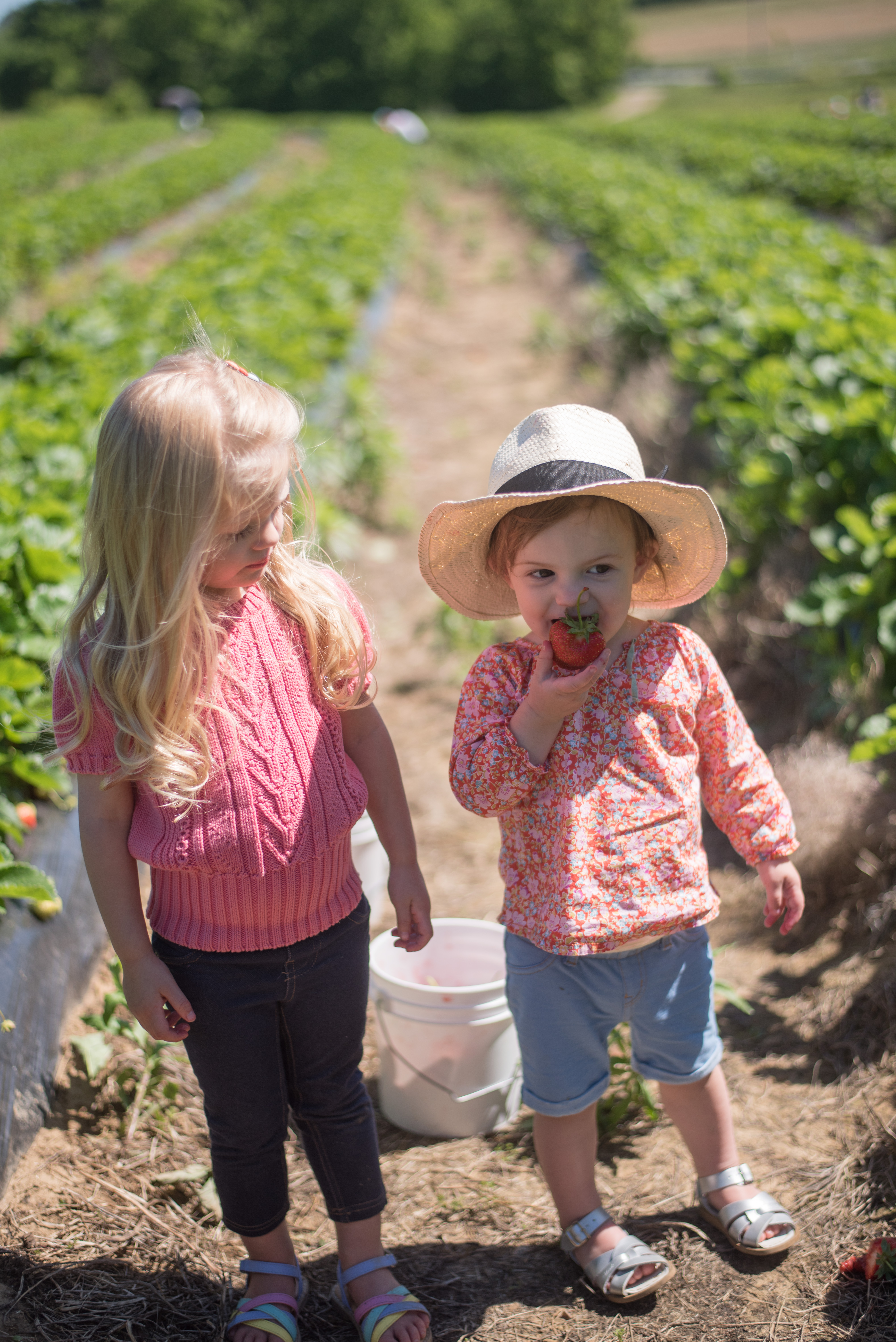 Strawberry Picking! - The Mama Notes